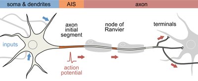 Graph of membrane potential changes