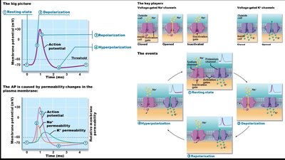 Action potential propagation diagram