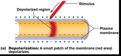 Graph of action potential phases