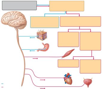 Diagram of CNS and PNS organization