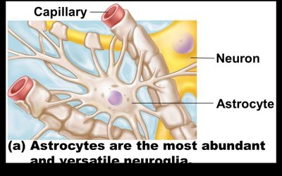 Astrocyte and neuron