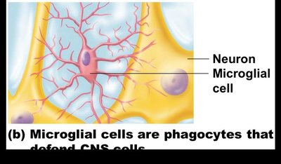 Microglial cell and neuron