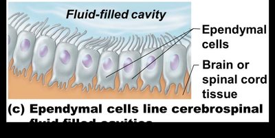 Ependymal cells lining fluid-filled cavity