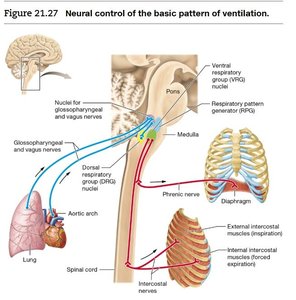 Neural control of the basic pattern of ventilation