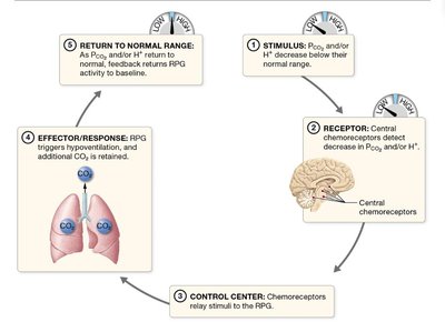 Negative feedback loop for chemoreceptor control of ventilation