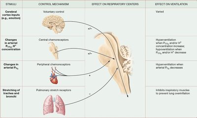 Summary table of respiratory control mechanisms