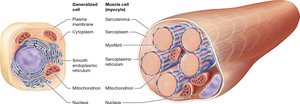 Muscle cell vs general cell structure