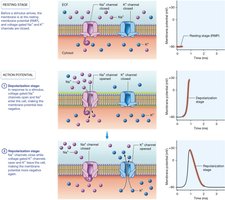 Action potential stages in sarcolemma