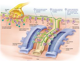 Excitation-contraction coupling pathway