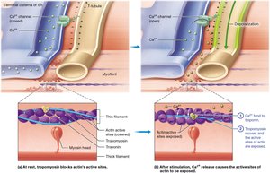 Actin-myosin interaction and regulation