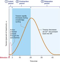 Muscle twitch phases graph