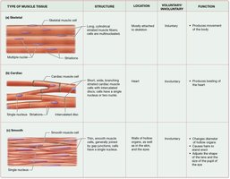Types of muscle tissue table