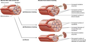 Muscle adaptations to training and disuse