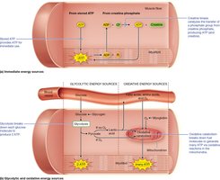 Muscle metabolism pathways