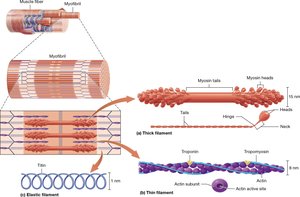 Structure of muscle filaments and proteins