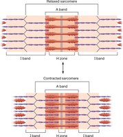 Sarcomere contraction and relaxation
