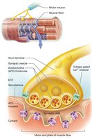 Neuromuscular junction structure