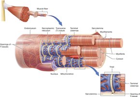 Muscle fiber structure including T-tubules and SR