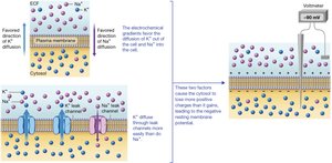 Ion gradients and channels in resting membrane potential