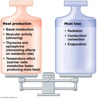Anatomy & Physiology Study Guide: Metabolism & Body Temp | Notes