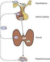 Endocrine System Anatomy & Physiology Study Guide | Notes