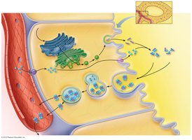 Endocrine System Anatomy & Physiology Study Guide | Notes