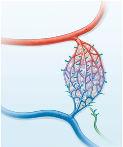 Bulk fluid flow across capillary walls