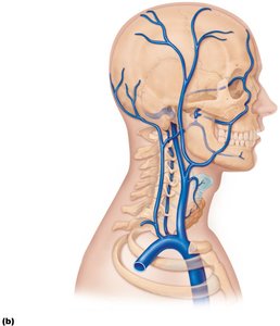 Venous drainage of the head and neck (superficial view)