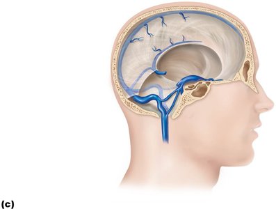 Dural venous sinuses of the brain
