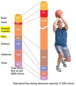 Distribution of blood flow at rest and during exercise
