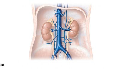 Tributaries of the inferior vena cava