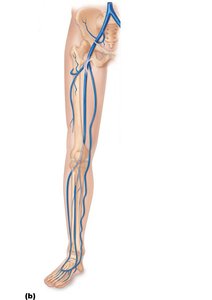 Veins of the right lower limb (anterior view)