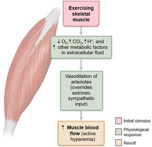 Blood flow regulation in exercising skeletal muscle