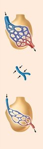 Pulmonary vasoconstriction and vasodilation