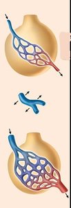 Pulmonary vasoconstriction and vasodilation