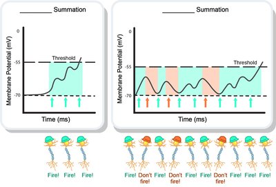 Graphs showing temporal and spatial summation