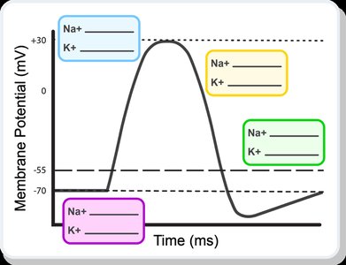 Graph showing phases of action potential and channel states