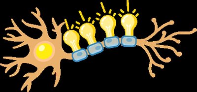 Illustration of saltatory conduction along myelinated axon