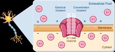 Diagram showing K+ leak channel with electrical and concentration gradients