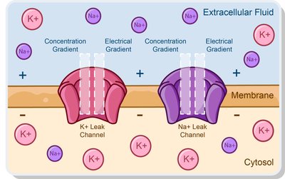 Diagram showing Na+ and K+ leak channels with gradients