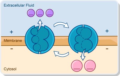 Diagram of sodium-potassium pump mechanism