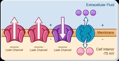 Diagram showing leak channels and sodium-potassium pump at rest