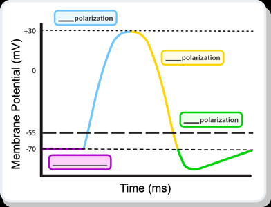 Graph of membrane potential changes over time