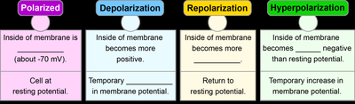 Table summarizing polarization, depolarization, repolarization, hyperpolarization