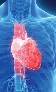 Anatomical illustration showing the heart within the chest cavity