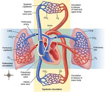 Diagram of blood flow through the heart and major vessels