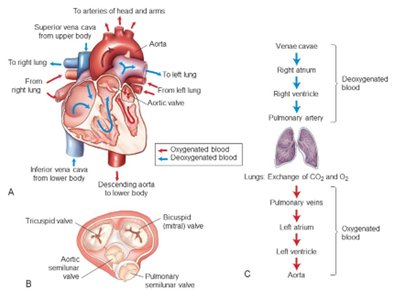 Diagram of coronary arteries and their branches