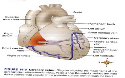 Composite chart of heart function during the cardiac cycle