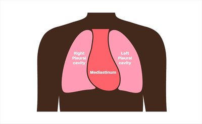 Diagram showing the mediastinum between the lungs