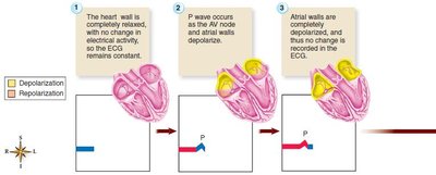 Sequence of ECG events and corresponding heart activity